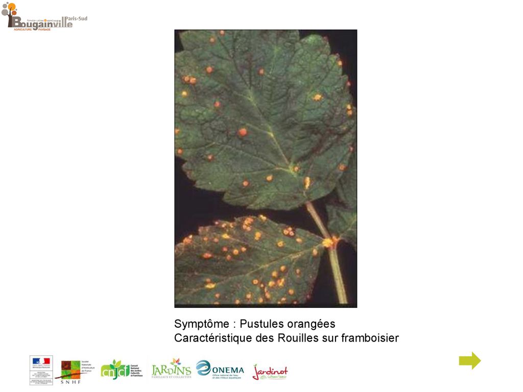 Diagnostiquer Un Probl Me Parasitaire Ou Non Parasitaire Sur Feuilles